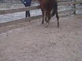 floortje weer in galop