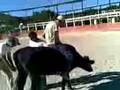 videos de k costalaso (zumpango del rio)