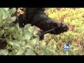 Mt. Charleston Pot Farm Busted RAW COMMENTARY