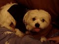 Confused Humping Dog!!!