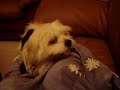 Confused Humping Dog!!!
