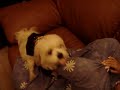 Confused Humping Dog!!!
