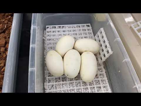 YouTube reptile video