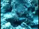 Hurghada mit James & Mac.wmv Hurghada mit James & Mac.wmv