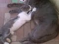 chat
