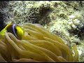 Red Sea Cool Blue SCUBA 2006 part 2 of 5