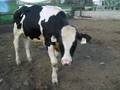 Holstein Bulls Headed to ABS