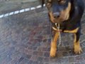 rott weiler quagliarella in azione