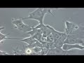 The Unseen: Videos from the Microscope Imaging Station