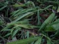 Palm Grass