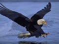 Bald Eagle - just relax -