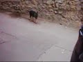 Belçika Kurdu - Serseri - Hayvan Videoları