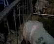 El-topo-y-su-cerdito