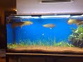 new arowana comm update!