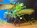 new arowana comm update!