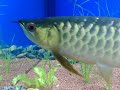 new arowana comm update!