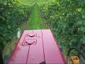 Mulchen im Weinberg