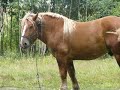 Dancing horse