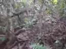 Cape Tribulation Jungle Trek I Cape Tribulation Jungle Trek I