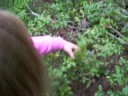 blueberrie hunting blueberrie hunting