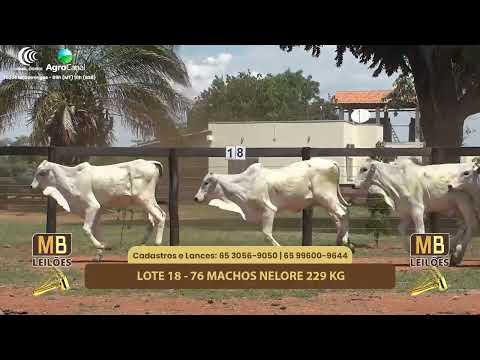 519 LEILO VIRTUAL MB LEILES