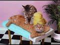 Funny Cats 3 (VERY FUNNY)