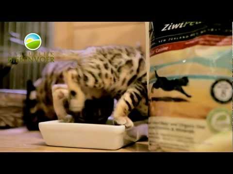 bengaalse tijgerkat - Natuurlijk dierenvoer video Bengaalse kittens Spelen en eten en zijn fit en sterk eten gezonde voeding en vinden het heerlijk. Begin nieuw leven goed met gez...
