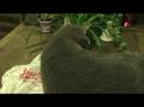 Monkey stays with Chickenhead: Part 2 (v2) Monkey stays with Chickenhead: Part 2 (v2)