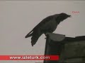 ALLAH D?YEN KARGA!!!!!! ALLAH D?YEN KARGA!!!!!!