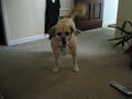 Hambone Tries To Get Odie To Play