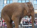 Dondi Does Dumbo Dondi Does Dumbo