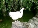 Chickens :)