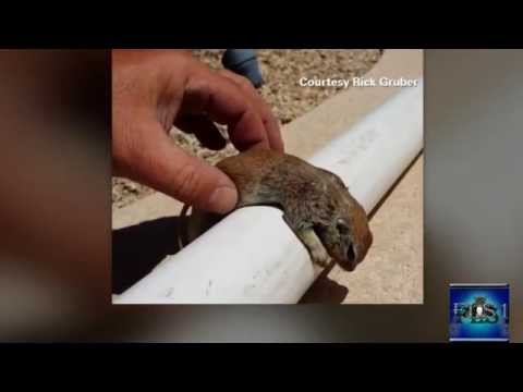 Pool Repairman saves squirrel by preforming CPR In HD (Viral Video)