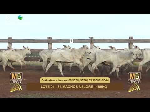 546� LEIL�O VIRTUAL MB LEIL�ES