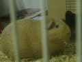 Adoptable Guinea Pig \