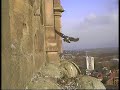 2008 Derby Peregrine Falcon (2) - Mating