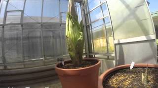 Timelapse flowering of the Titan arum at Mount Lofty Botanic Garden (first vision)