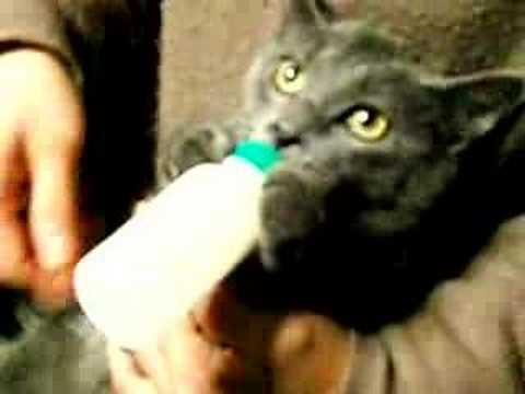 kitty drinking milk ミルクを飲み倒すネコ