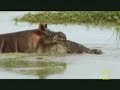 hippo fight