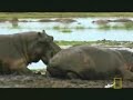 Hippo Fight