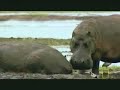 hippo fight
