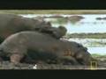 Hippo Fight
