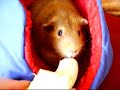 Homer the Guinea Pig eats a banana