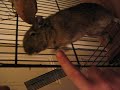 Degu