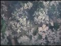 Antony and The Johnsons Another World Teaser Antony and The Johnsons Another World Teaser
