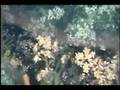 Antony and The Johnsons Another World Teaser