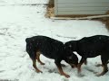 Rotties playing in the snow-part two