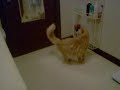 Our cat Bud closing the door