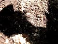 Thousands of grubs in compost Thousands of grubs in compost