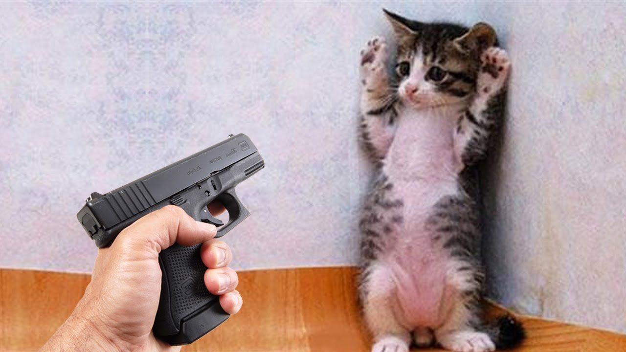 Les animaux les plus drôles te feront pleurer de rire